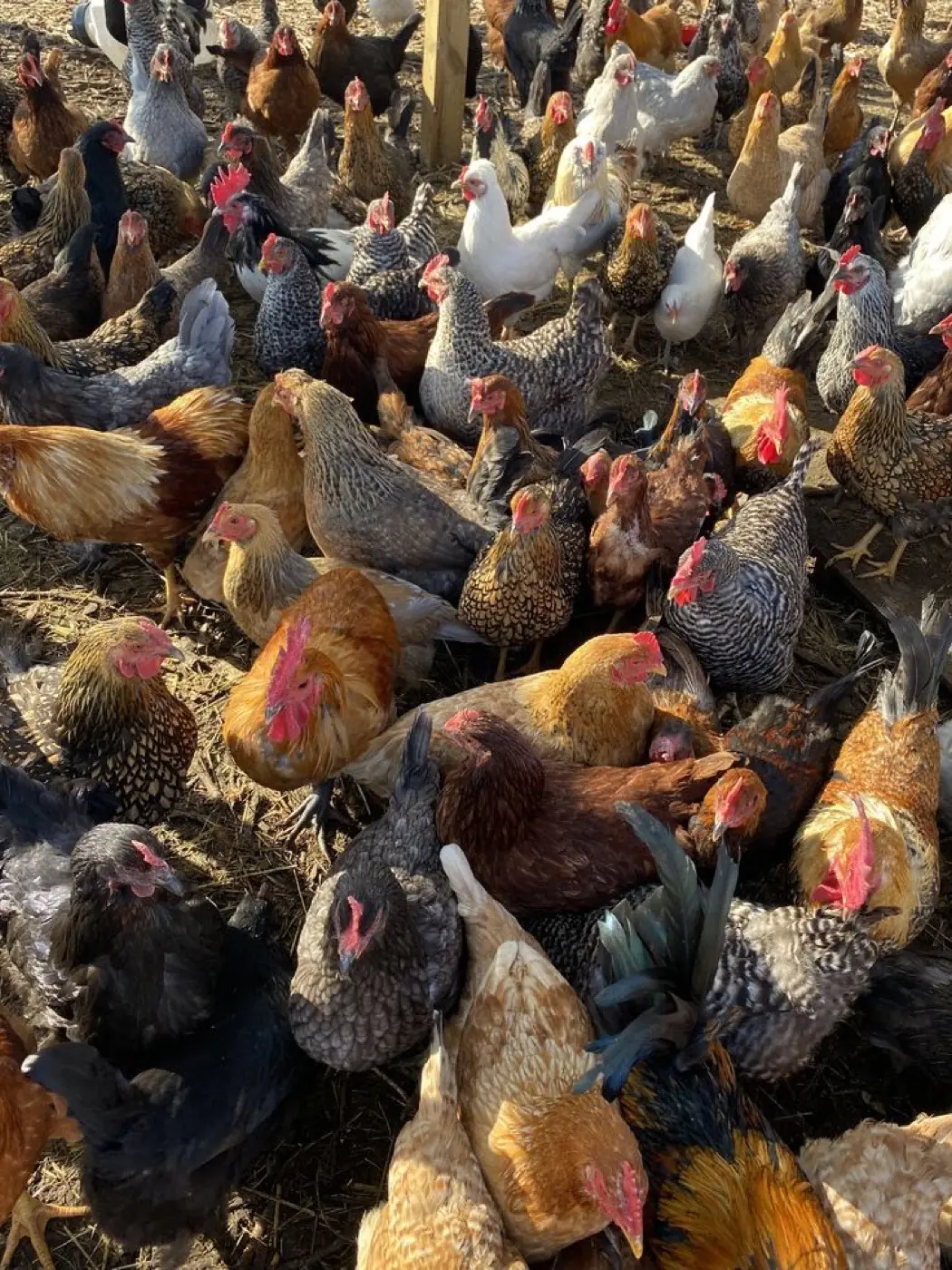 Ultravac (estabilizador de vacunas a virus vivo para aves)